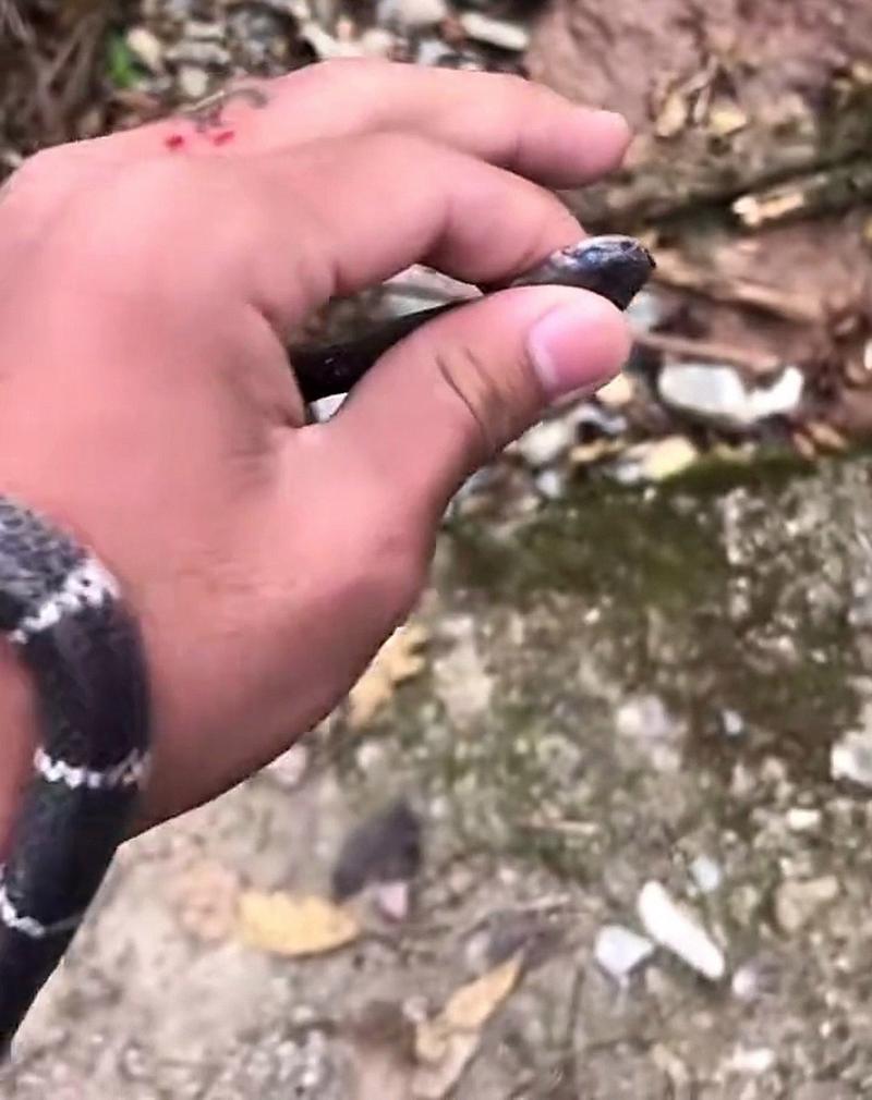 今晚澳门特马开奖结果和被蛇咬两年仍后遗症与被蛇咬了几年后身体有毒素吗